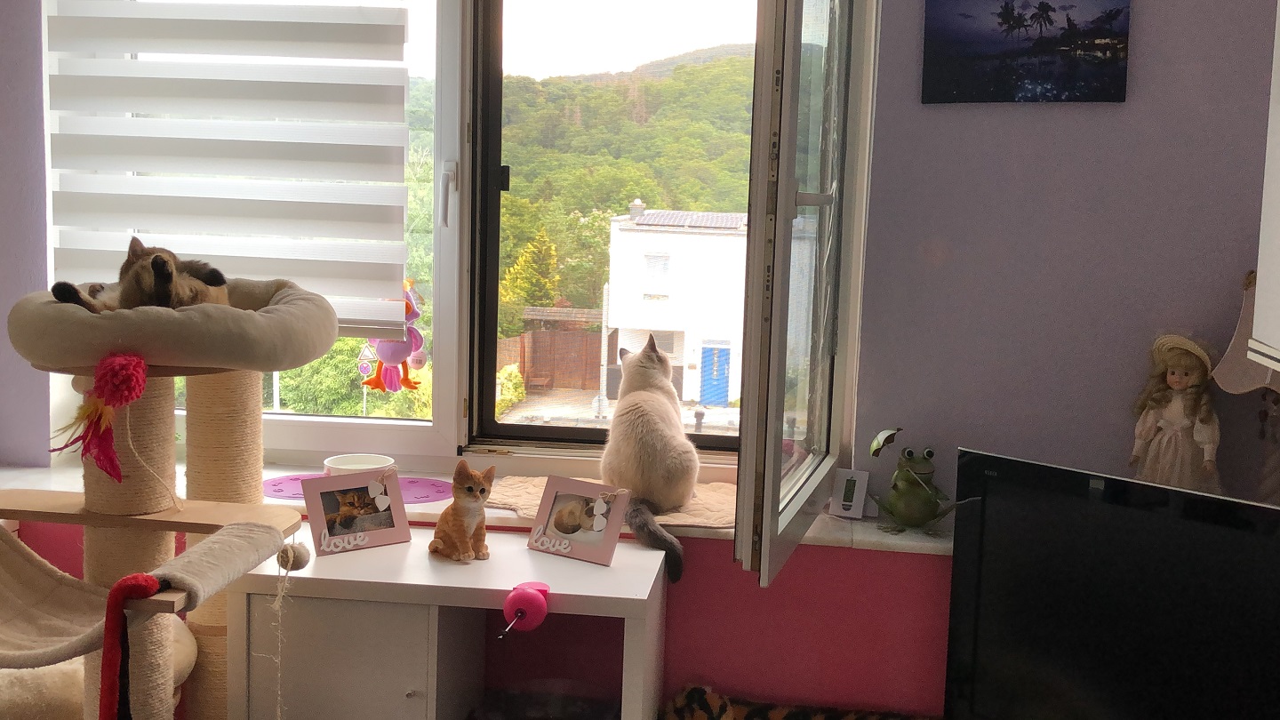 Siegel Flyscreens Insektenschutz & Katzen Babysitter im Dachflächenfenster
