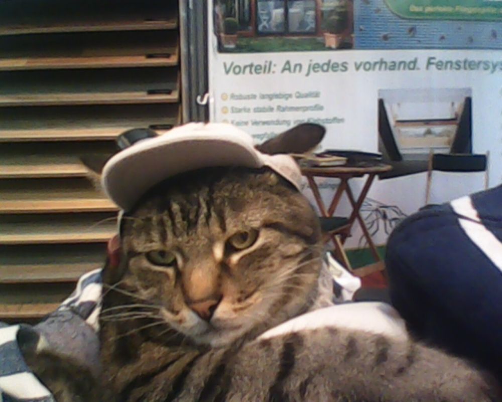 Auch ein Wintergarten kann zu einer Katzen Voliere werden ! Siegel Insektenschutz Katzen VoliereImage